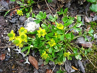 <i>Ranunculus hyperboreus</i> Species of flowering plant