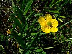 Fleur de Grande douve.