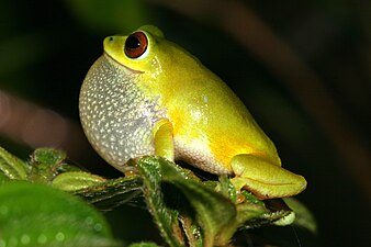 Raorchestes beddomi.jpg