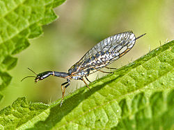 Raphidiidae - Puncha ratzeburgi.jpg