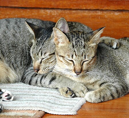 ไฟล์:Rayong Thailand Cats on island of Kho Samet.jpg