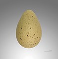   Egg