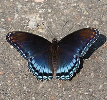 Red-Spotted Purple (2765008553).jpg