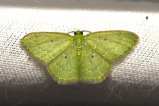 <i>Nemoria lixaria</i> Species of moth