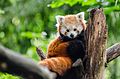 Red Panda (19735225160).jpg