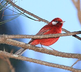 Cardellina rubra