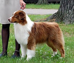 Pastor-australiano - Raças de Cães