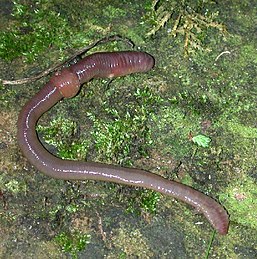 Звичайний дощовий черв'як (Lumbricus terrestris)