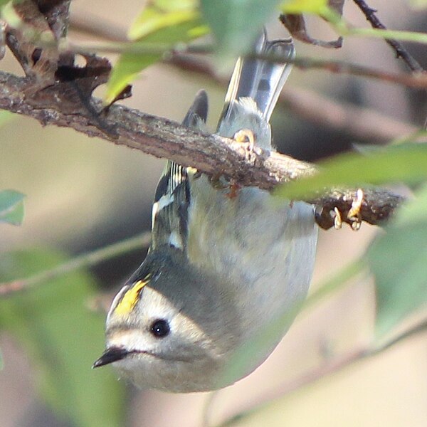 File:Regulus regulus japonensis on tree.JPG