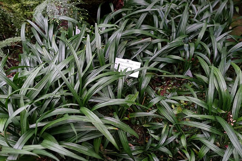 File:Reineckea carnea - Botanischer Garten - Heidelberg, Germany - DSC01009.jpg