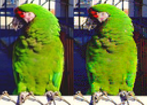 Fragment of full-color image (left) vs Amiga HAM (right) Rgb vs Amiga Ham.png