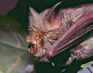 Rüppells horseshoe bat Species of bat