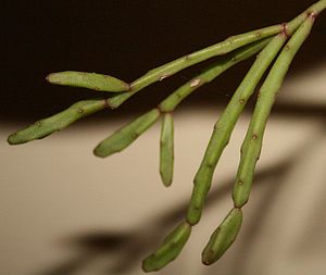 Rhipsalis ewaldiana.JPG