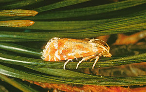 Rhyacionia buoliana.jpg