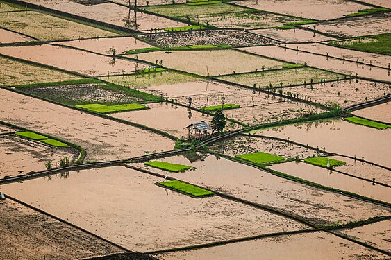 Rice fields ready to be planted in Indonesia