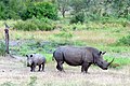 Rinoceronte filhote.jpg