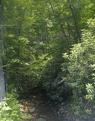 <span class="mw-page-title-main">Beartown Wilderness</span> Protected area in Virginia, US