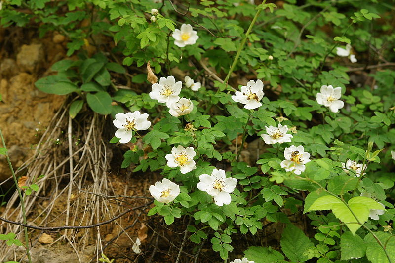 File:Rosa arvensis PID1853-1.jpg