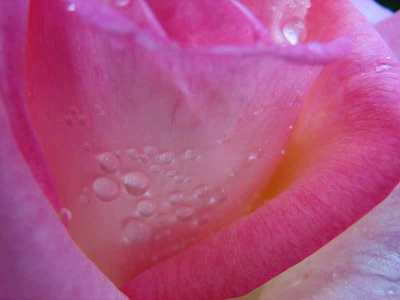 File:Rose And Raindrops (214218213).jpg