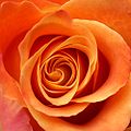 Orange roses