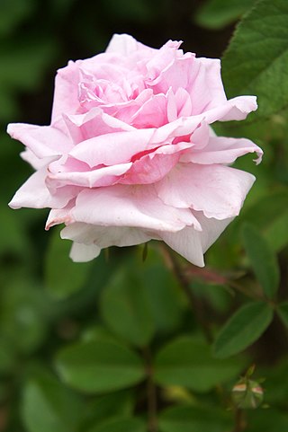 <i>Rosa</i> The Mayflower Pink shrub rose cultivar