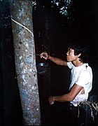 Worker in a rubber producing plantation. Rubber tree.jpg