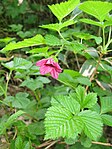 Rubus vernus 1. 
 JPG