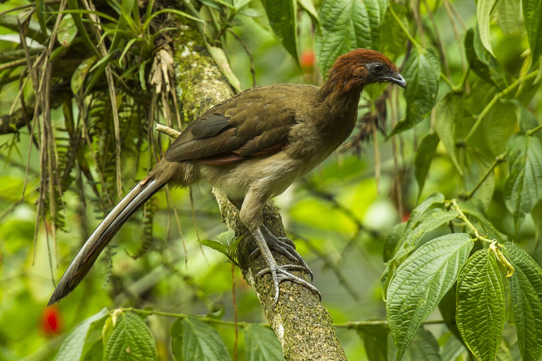 Rufous-headed chachalaca