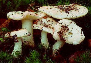 La betulla Spei-Täubling (Russula betularum)