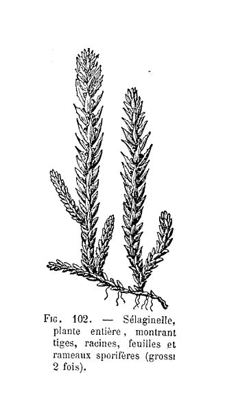 File:Sélaginelle - plante entière.jpg