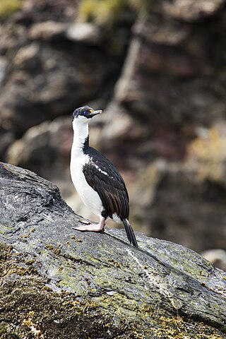 <span class="mw-page-title-main">Blue-eyed shag</span> Genus of birds