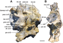 Cervical vertebra Sahitisuchus cervical vertebra.png