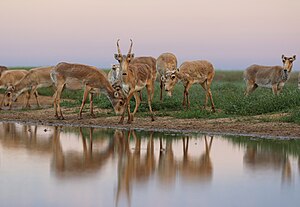 Saiga visiting an artesian reservoir at the Stepnoi Nature Sanctuary.jpg