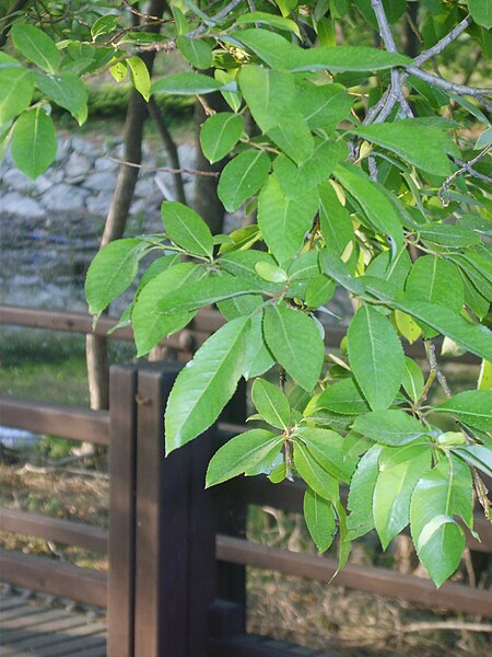 File:Salix chaenomeloides's leaves.JPG