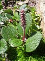 Salix reticulata