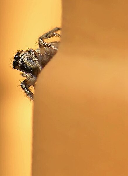 File:Salticidae 6111.jpg