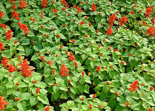 Flores de Salvia splendens em Gramado, RS, Brasil