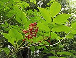 Sambucus sieboldiana.jpg