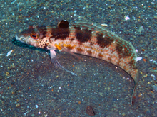 Sandperch (15 cm).png