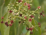 Santalum album flowers