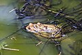 * Nomination Common toad (Bufo bufo), Hartelholz Forest, Munich, Germany --Poco a poco 18:14, 29 July 2019 (UTC) * Promotion the details are not the sharpest, but it's the best in-water amplexus in the category, plus it's nice they are together with the respective eggs --Nefronus 21:38, 29 July 2019 (UTC)