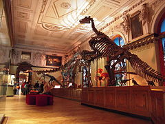 Viyana'daki Doğa Tarihi Müzesi'ndeki dinozorlar.