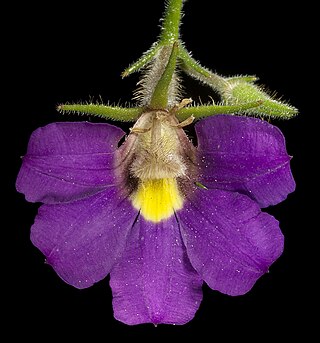 <i>Scaevola phlebopetala</i> Species of flowering plant