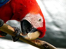 A scarlet macaw chewing wood Scarlet Macaw (Ara macao) -chewing wood.jpg