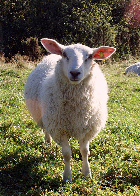 Hình tượng con cừu trong văn hóa