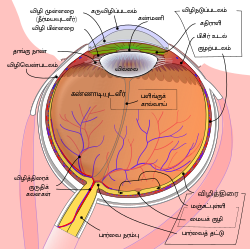 Schematic diagram of the human eye ta.svg