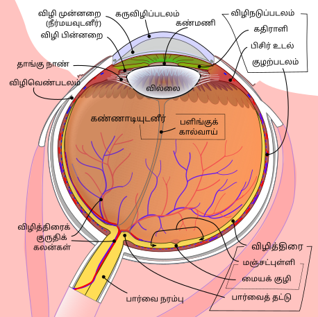 File:Schematic diagram of the human eye ta.svg