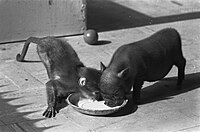 Prasátko s opicí pijí ze společné misky v zoologické zahradě, 1960