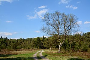 Schleswig-Holstein, Brammer, Landschaftsschutzgebiet Sandergebiet westlich von Brammerau NIK 1360.jpg