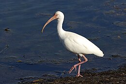 Baltasis ibis (Eudocimus albus)